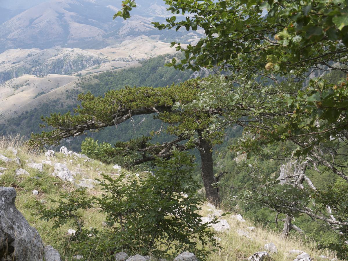 B&B Lo Straniero Rivello Dış mekan fotoğraf